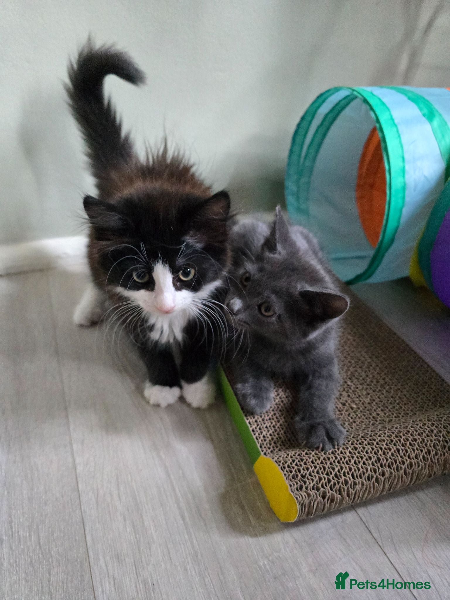 Mixed Breed cats Beautiful Kittens Ready for Loving Homes - Advert 1