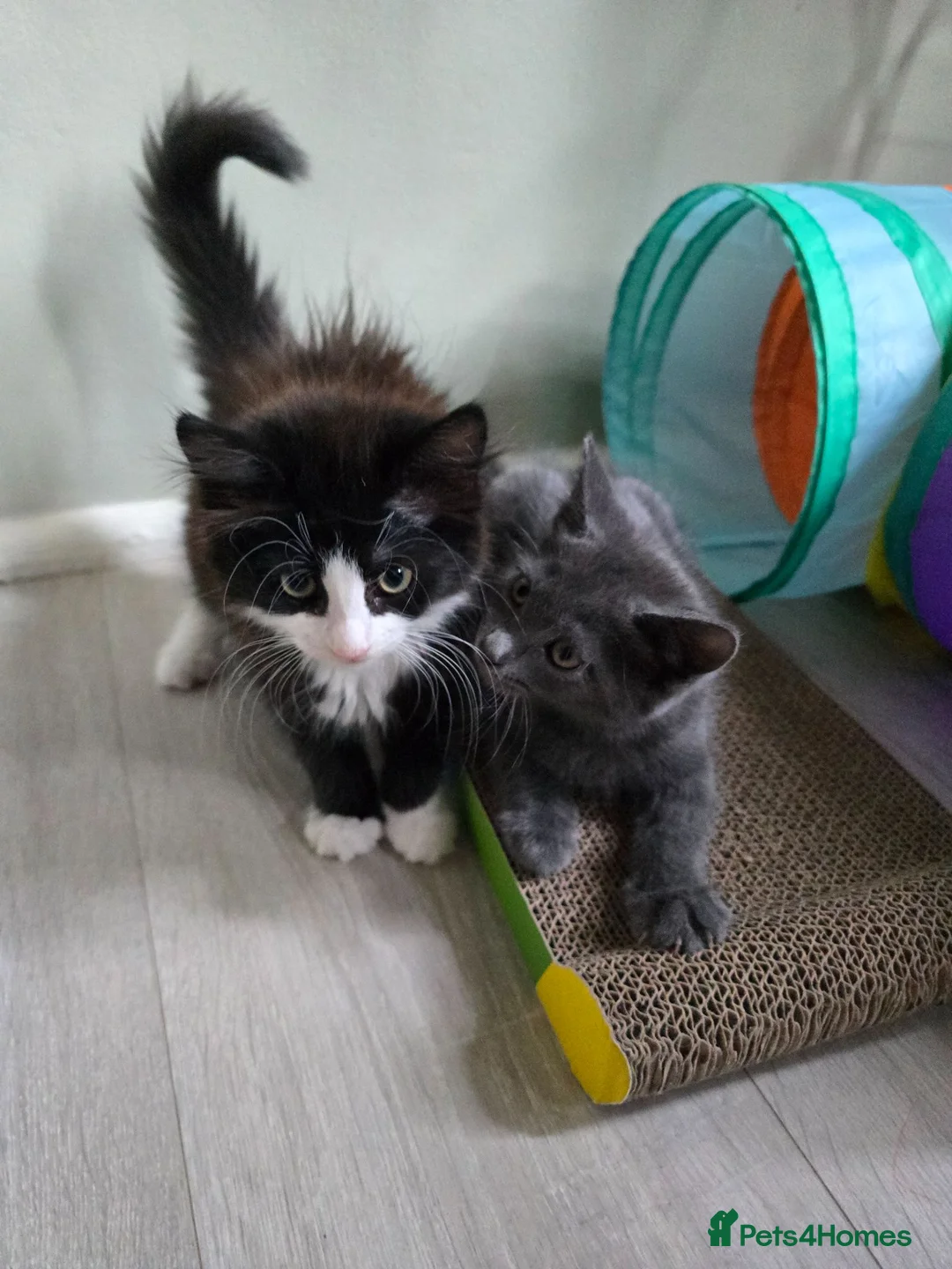 Mixed Breed cats for sale: Beautiful Kittens Ready for Loving Homes - Advert 1