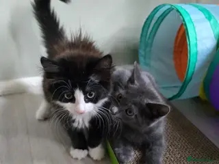 Mixed Breed cats Beautiful Kittens Ready for Loving Homes - Advert 1