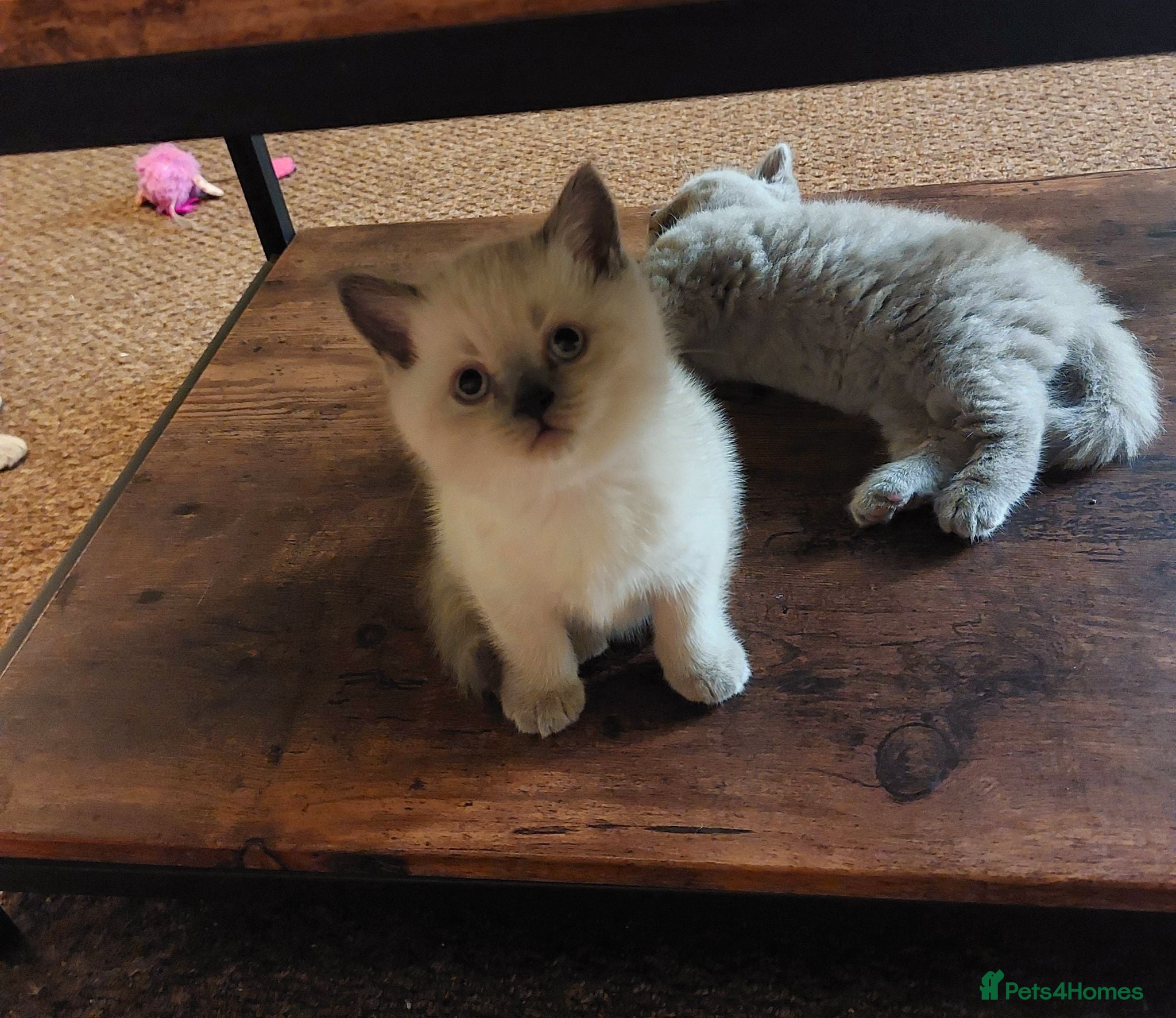 British Shorthair cats ⭐️ Exceptional GCCF registered kittens ⭐️ - Advert 2