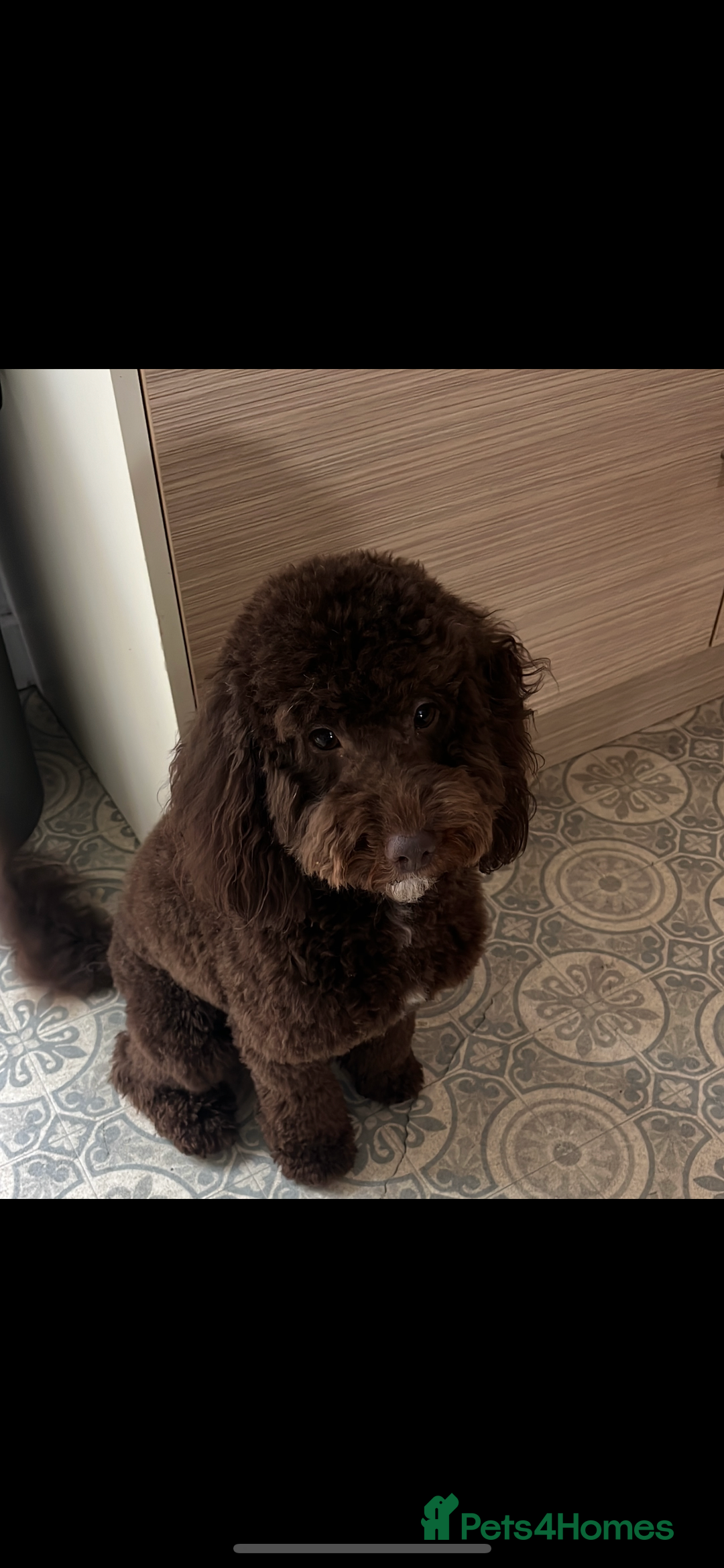 Cockapoo dogs for sale: Toy cockapoo - Advert 6