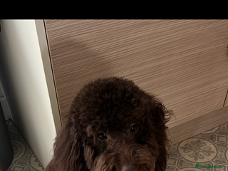 Cockapoo dogs Toy cockapoo - Advert 7