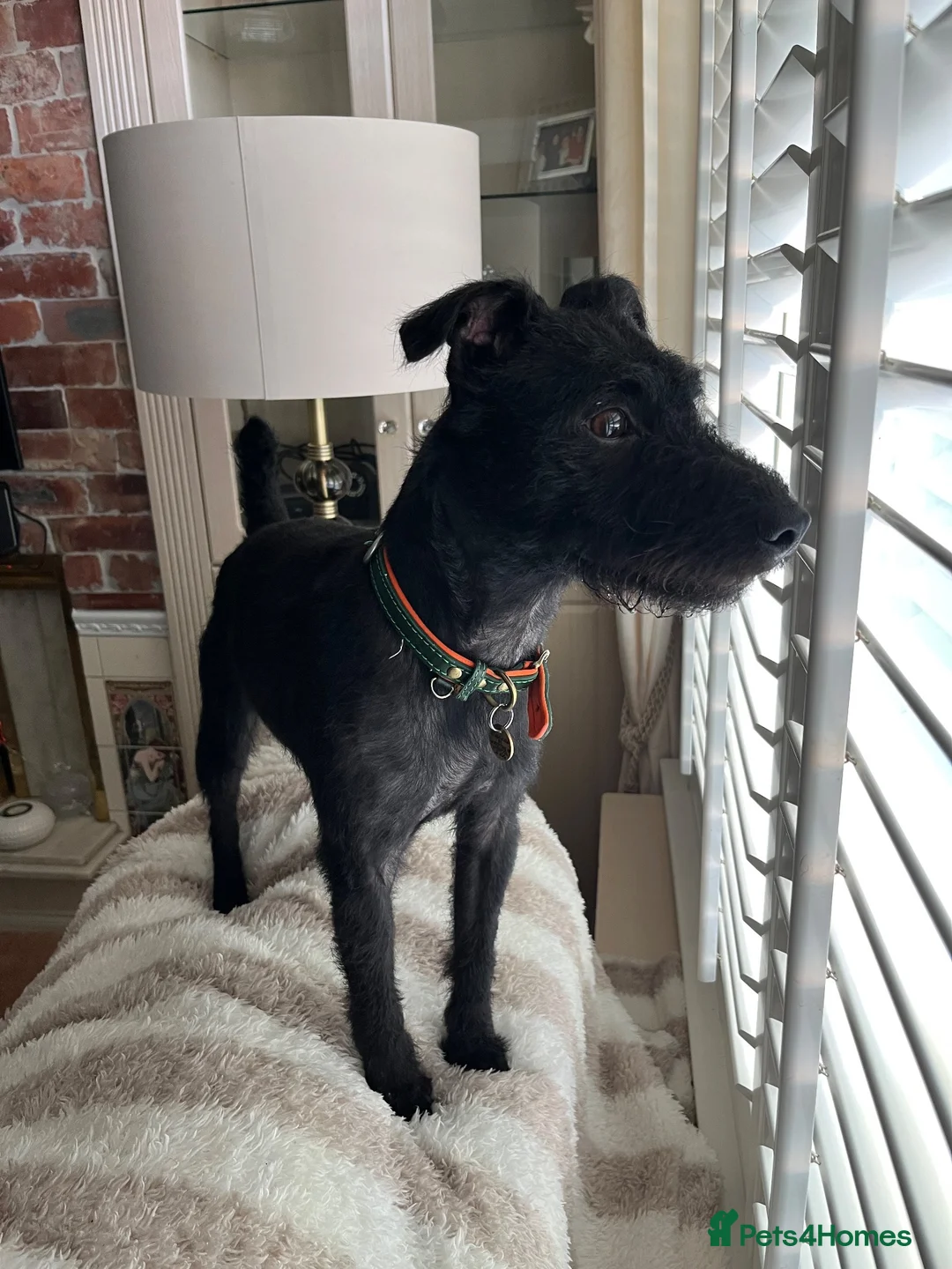 Patterdale Terrier dogs for stud: Patterdale Terrier  in Liverpool - Advert 2