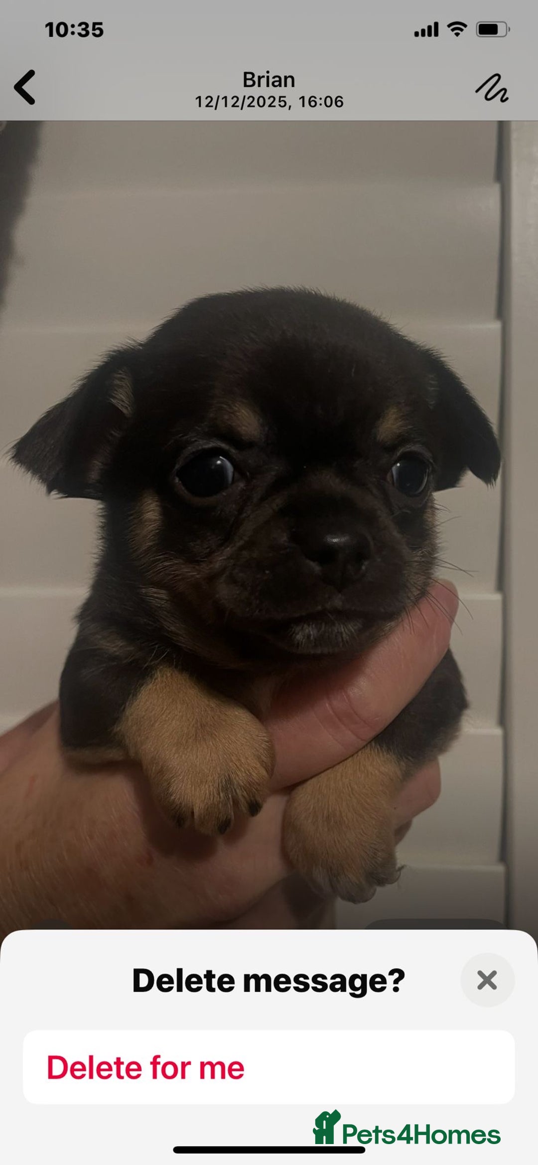 Chihuahua dogs for sale: Beautiful black & blue tri chihuahua puppies  - Advert 5