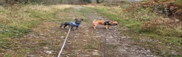French Bulldog dogs for stud: Stud and bitch for sale  - Advert 2