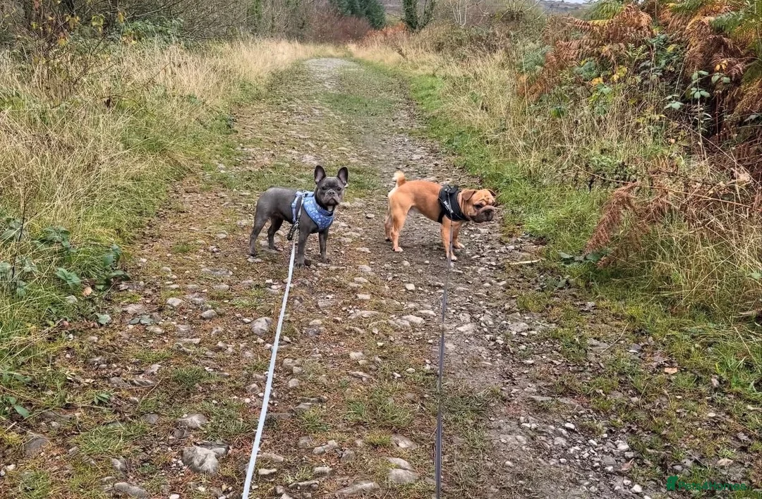 French Bulldog dogs for stud: Stud and bitch for sale  - Advert 2