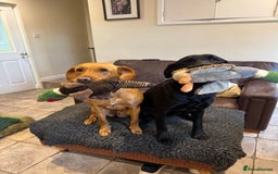 Labrador Retriever dogs for sale: KC Registered Health Tested Working Labs - Image 22