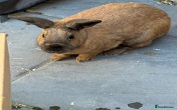 Rex rabbits for sale: Free to a good home  - Image 2