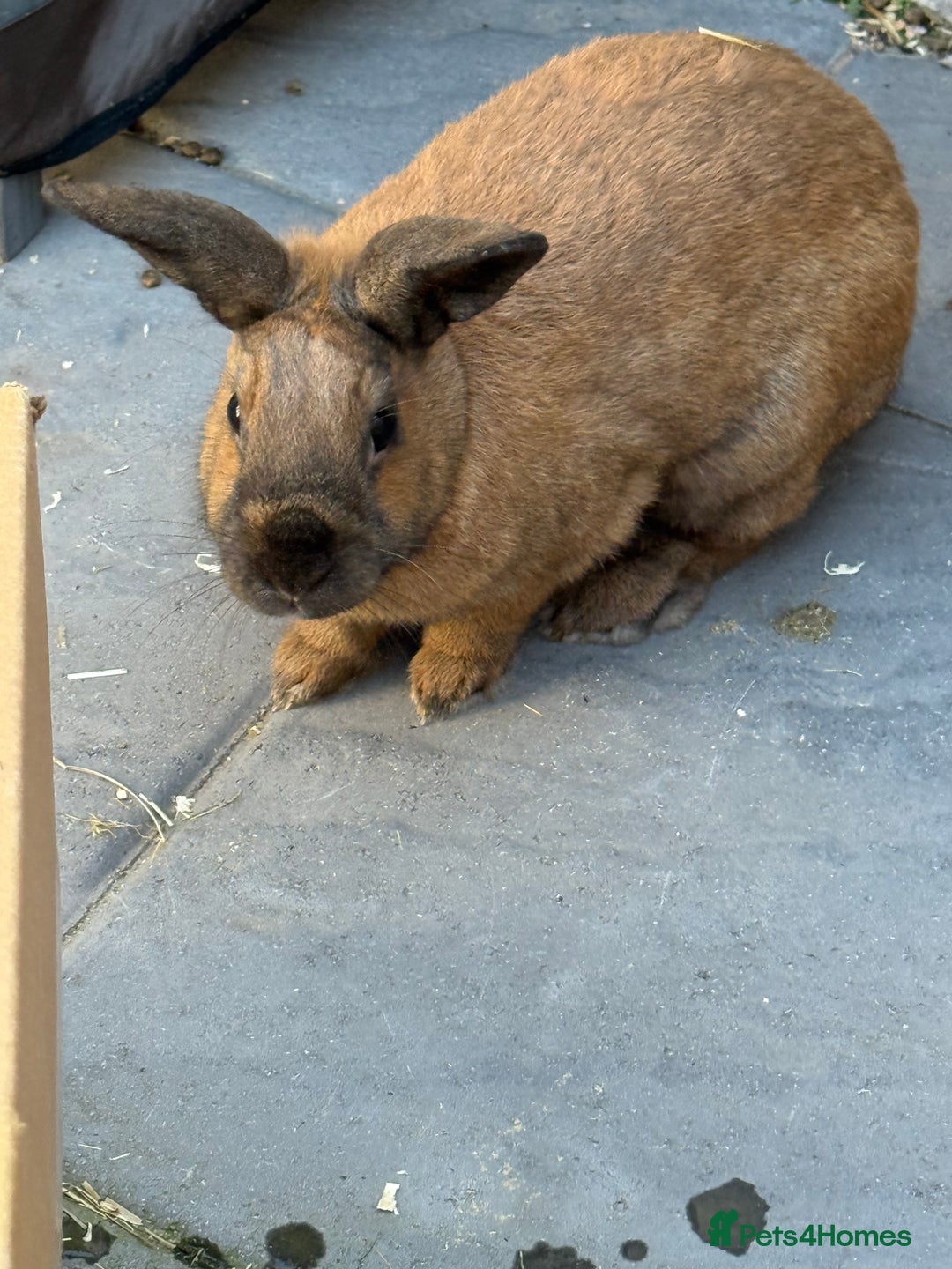 Rex rabbits for sale: Free to a good home  - Image 2