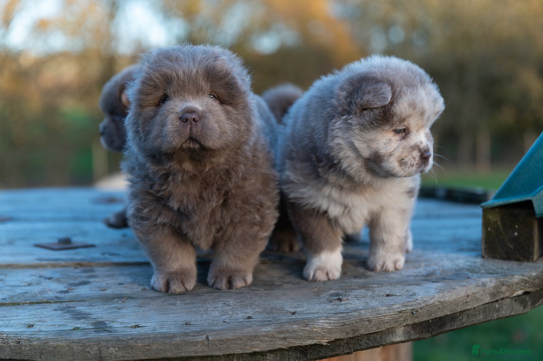 Chow Chow dogs for sale: Chow Chow Male Puppy Kc Reg - Advert 4