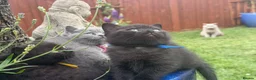 British Shorthair cats for sale: Exceptional BritishShorthair Kittens  - Advert 30