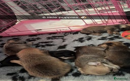 Mixed Breed dogs for sale: 6 beautiful puppies for sale, 3 female and 3 male - Image 7