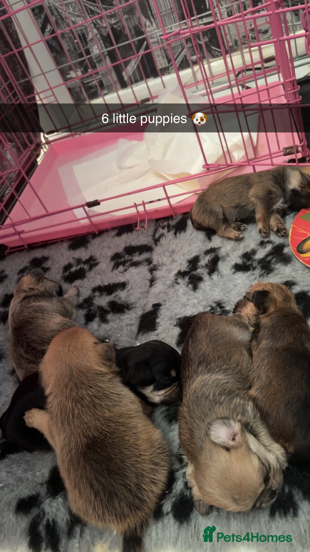 Mixed Breed dogs for sale: 6 beautiful puppies for sale, 3 female and 3 male - Image 7