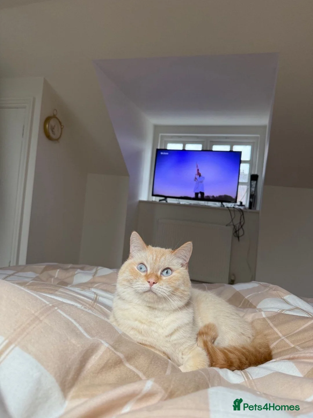 Mixed Breed cats for sale: Affectionate Male Cat (neutered, microchipped etc) - Advert 2