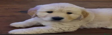 Golden Retriever 5