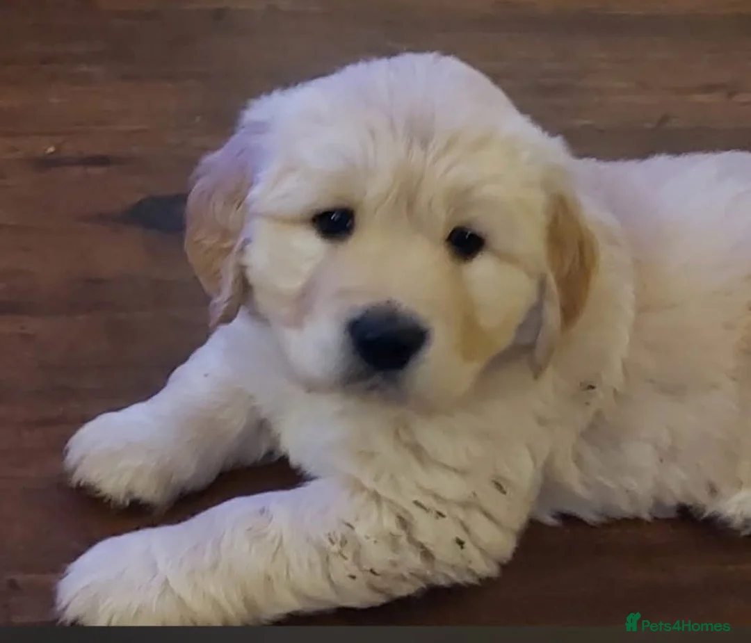 Golden Retriever dogs for sale: Champion Line Pedigree Golden Retriever Puppies - Advert 2