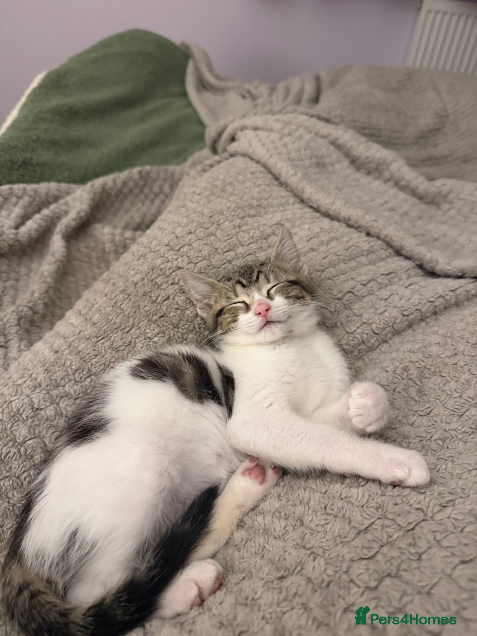 Mixed Breed cats Lovely Kitten for sale - Advert 9