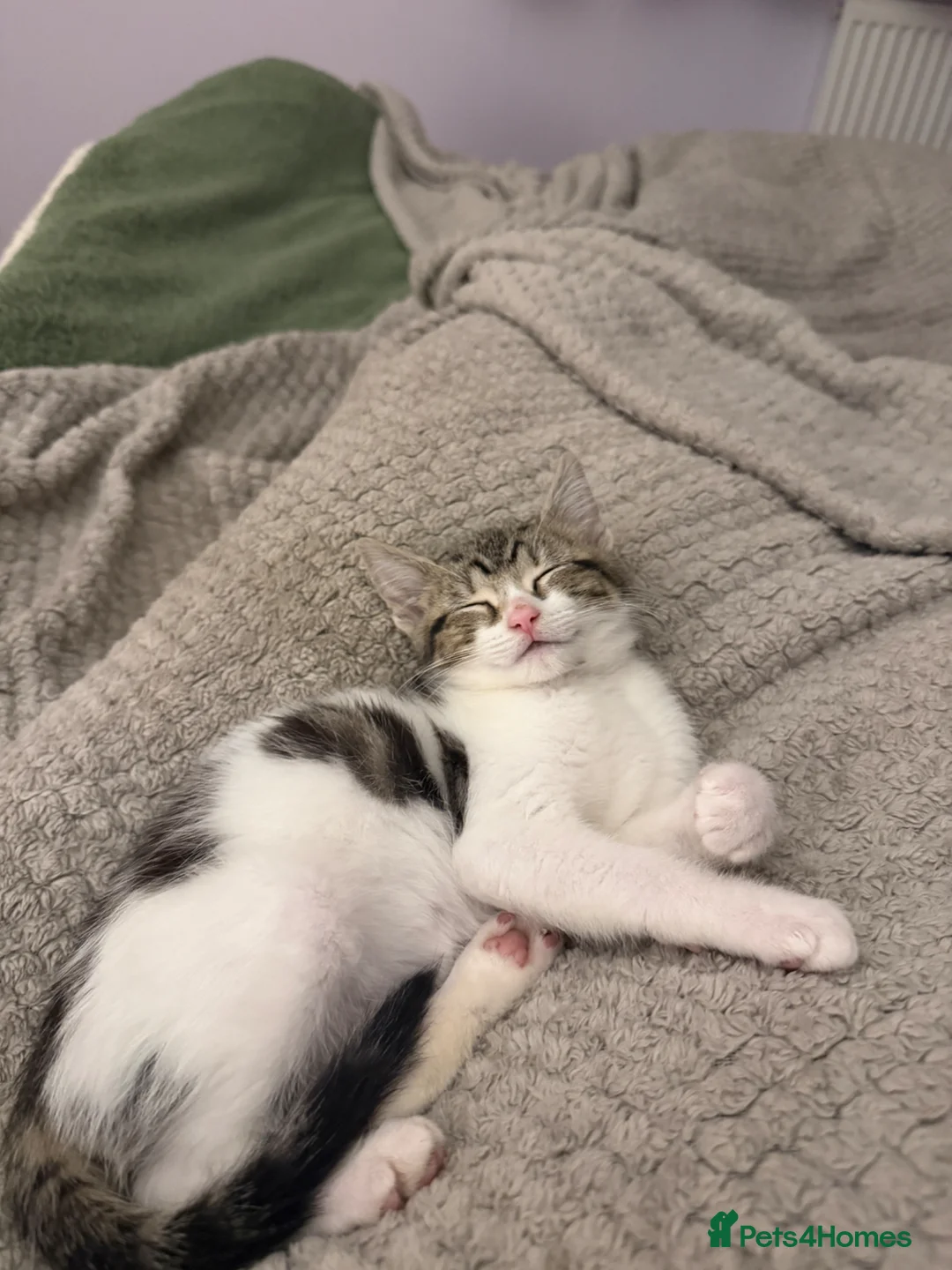 Mixed Breed cats for sale: Lovely Kitten for sale - Advert 1
