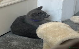 Russian Blue cats for sale: Russian Blue Kitten - Image 25