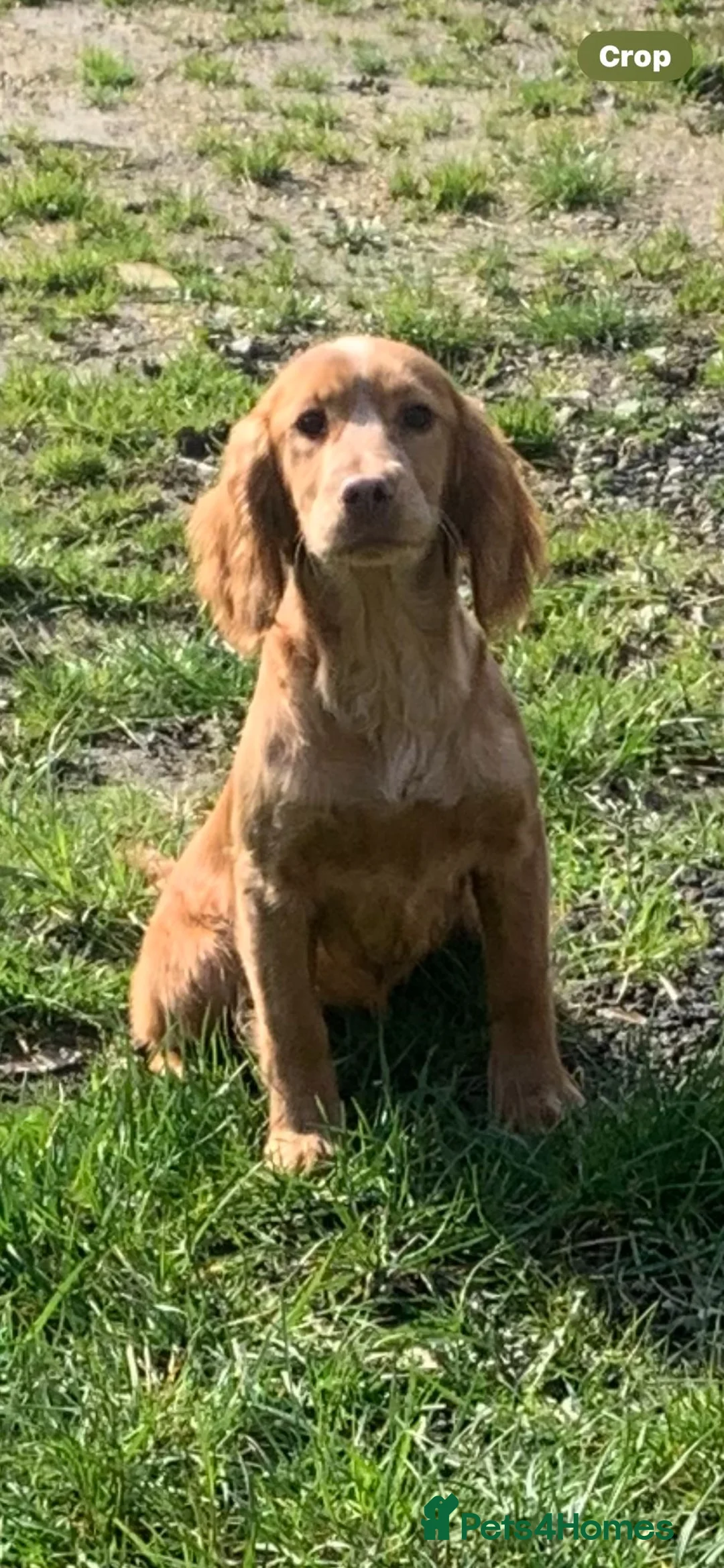Cocker Spaniel dogs for sale: Beige cocker spaniel  - Advert 2