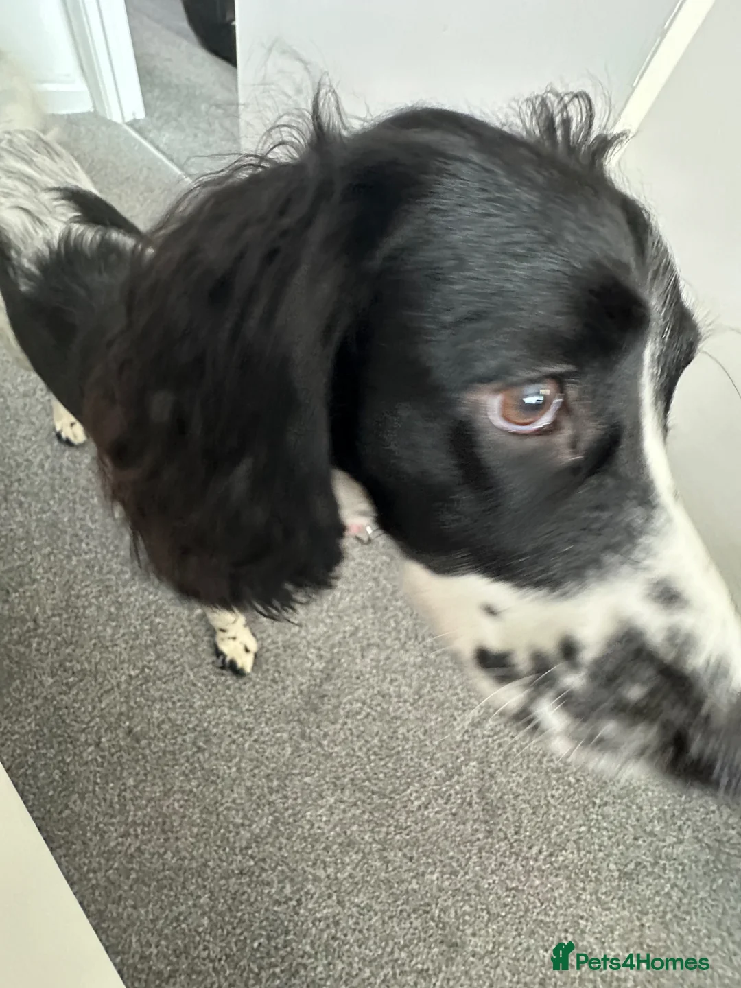 Mixed Breed dogs for sale: One year old mixed girl looking for a loving home in Bognor Regis - Advert 2