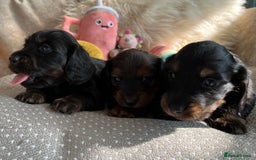 Miniature Dachshund dogs for sale: Top Show Quality KC Miniature Dachshund Puppies - Image 11