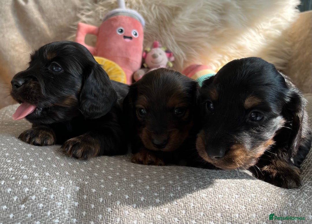 Miniature Dachshund dogs for sale: Top Show Quality KC Miniature Dachshund Puppies - Image 11