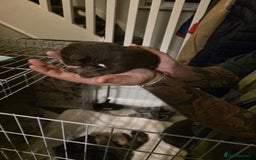 Cane Corso dogs for sale: Cane corso pups - Image 9