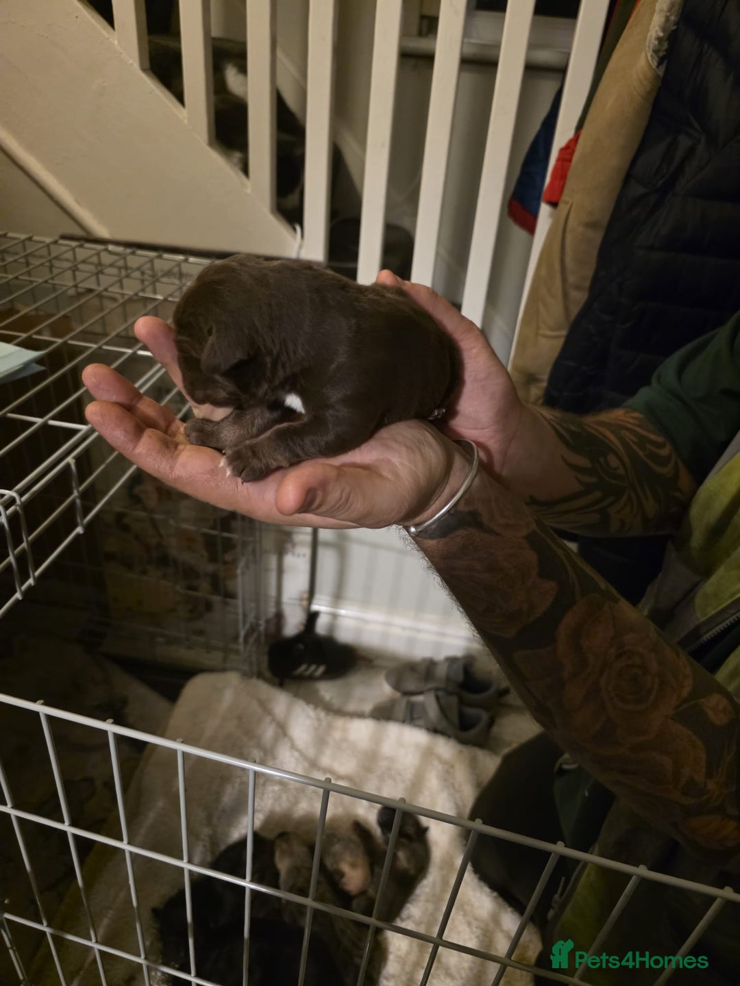 Cane Corso dogs for sale: Cane corso pups - Image 9