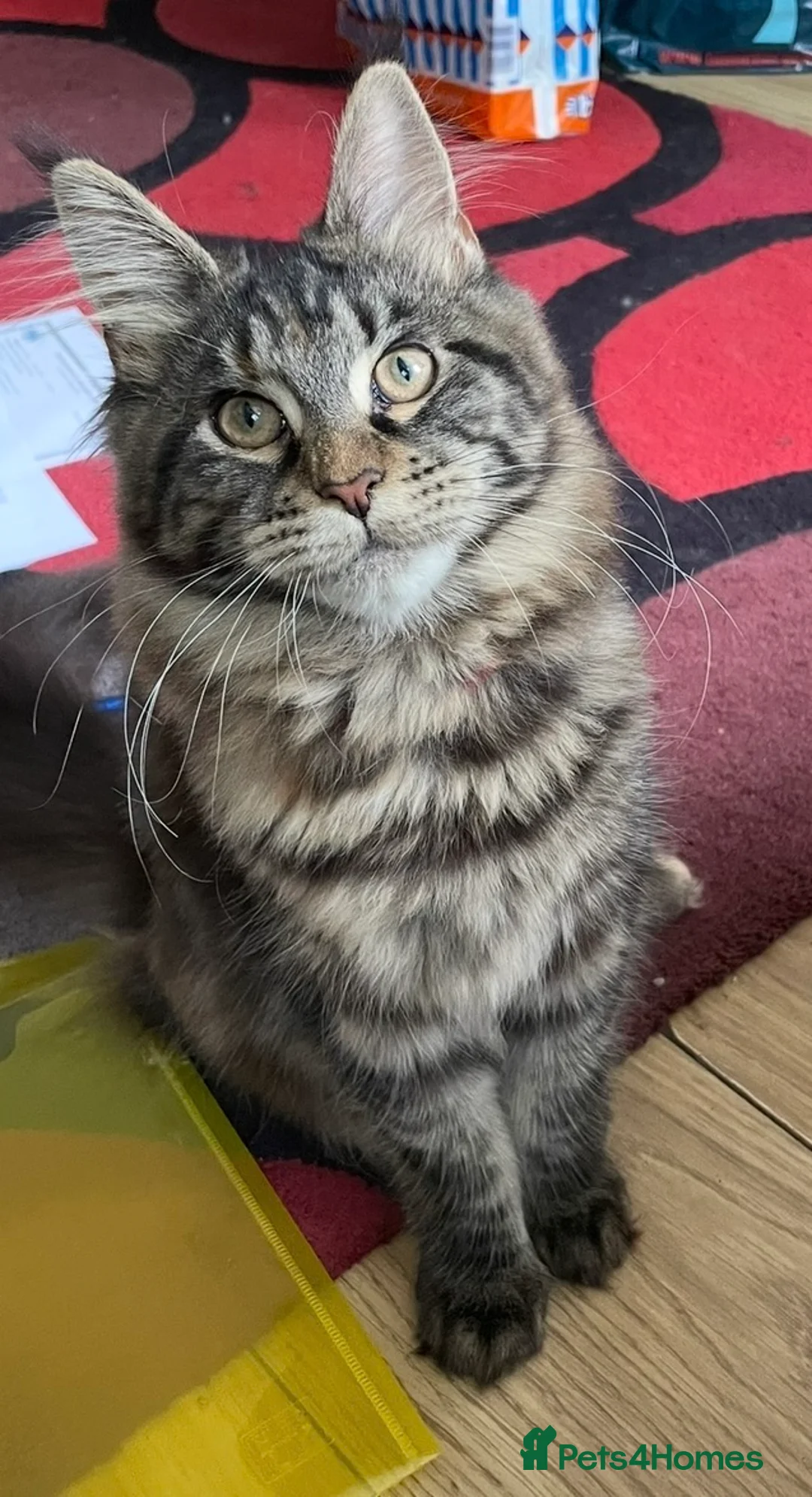 Maine Coon cats for sale: Rare ginger Maine Coon kittens - Advert 13