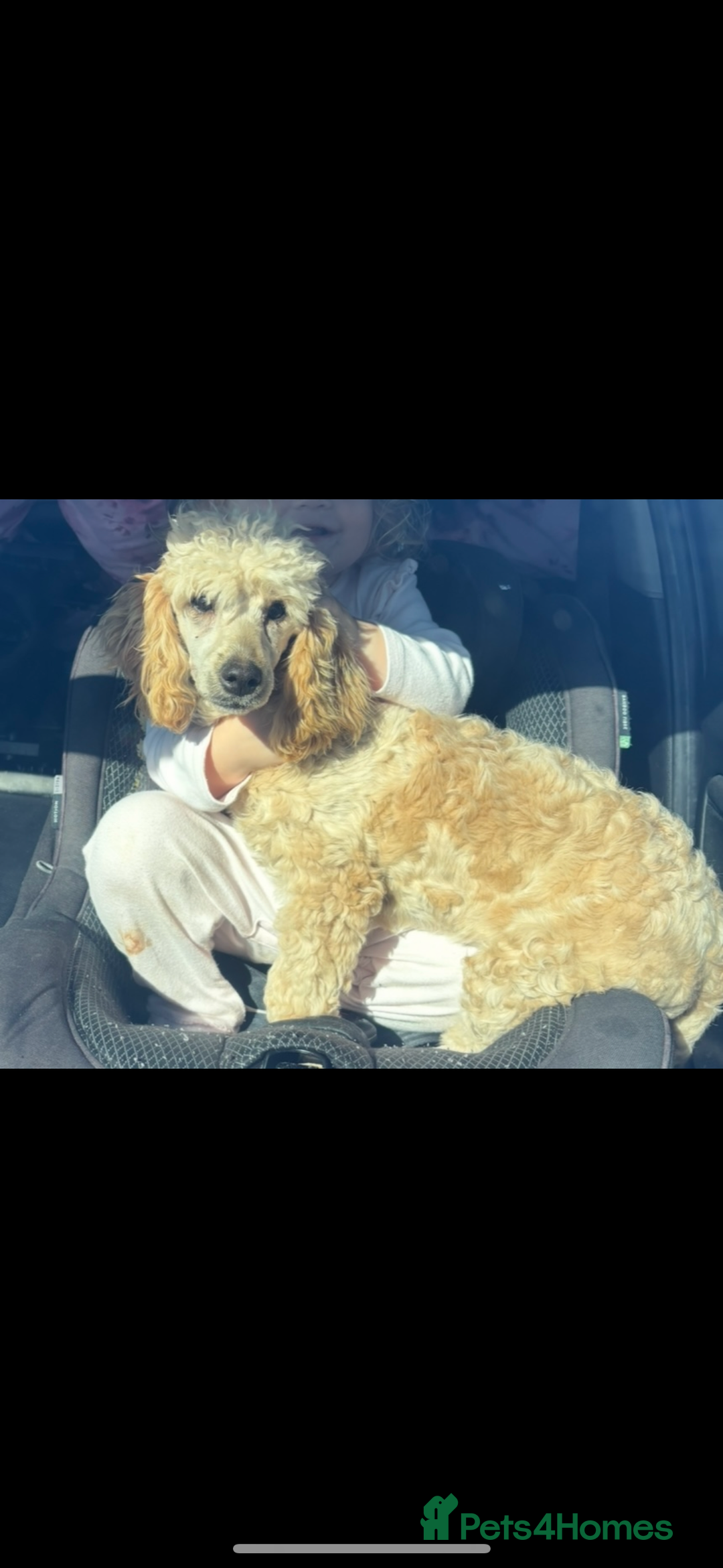 Cockapoo dogs for sale: Miniature cockapoo  - Advert 2