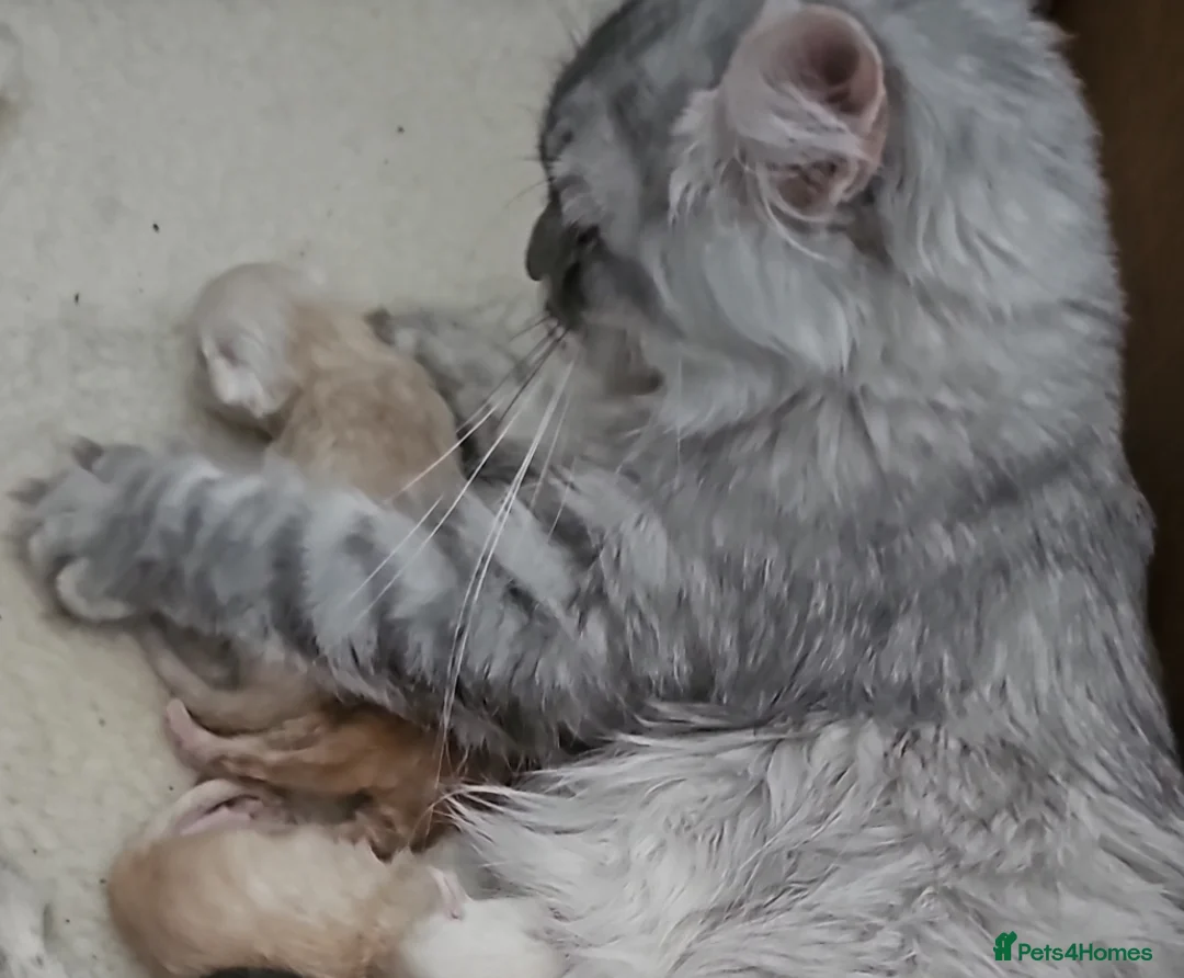 Mixed Breed cats for sale: Kitten ready now - Advert 2