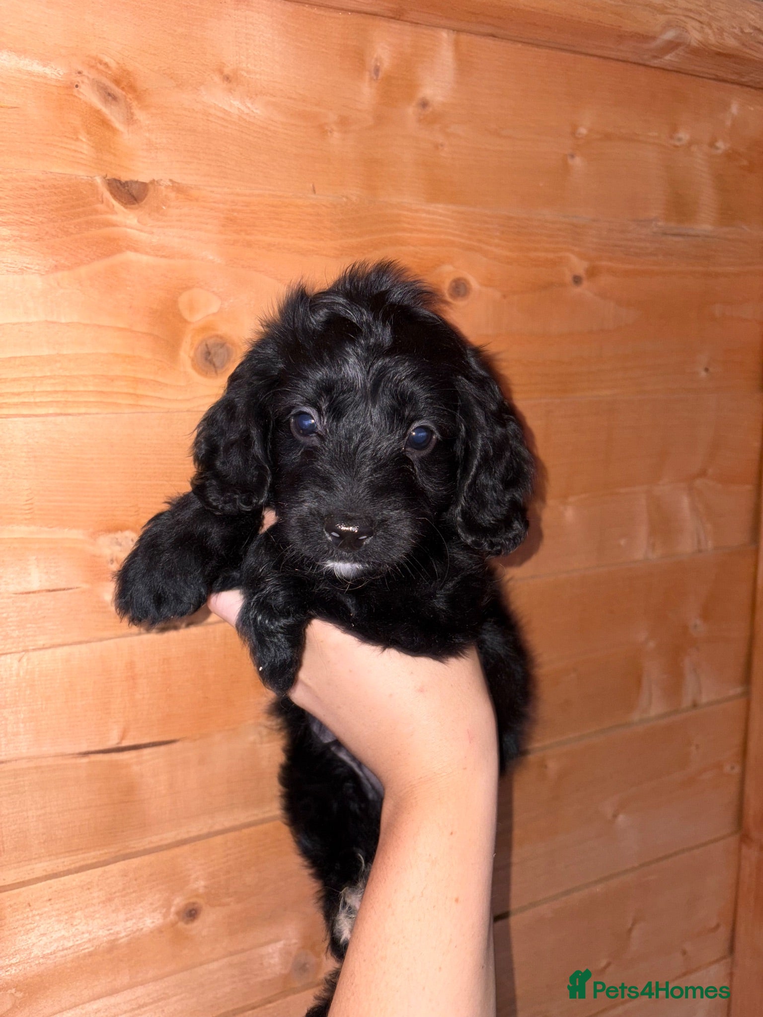 Cockapoo dogs Gorgeous cockapoo puppies  - Advert 13