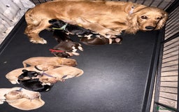 Cocker Spaniel dogs for sale: Stunning Cocker Spaniel pups - Image 5