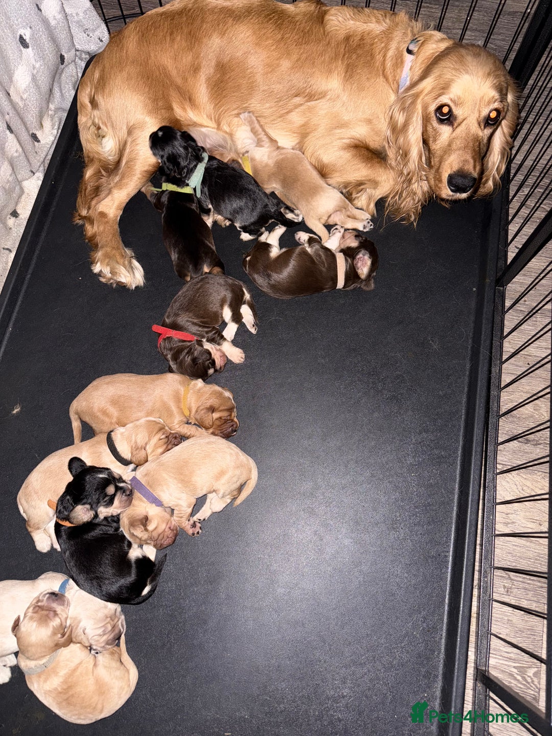 Cocker Spaniel dogs for sale: Stunning Cocker Spaniel pups - Image 5