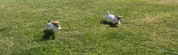 Jack Russell dogs for sale: Jack Russell Pups in York - Advert 11