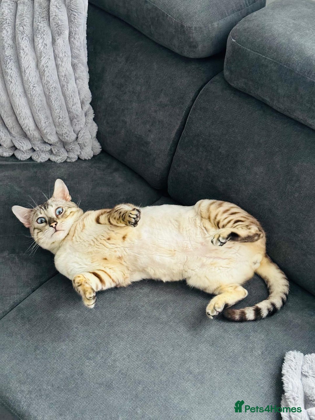 Bengal cats for sale: Beautiful 3-Year-Old Snow Bengal for sale - Image 2