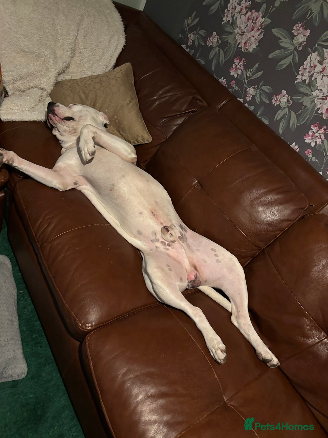 American Bulldog dogs for stud: Classic American bull 🇺🇸  - Image 26