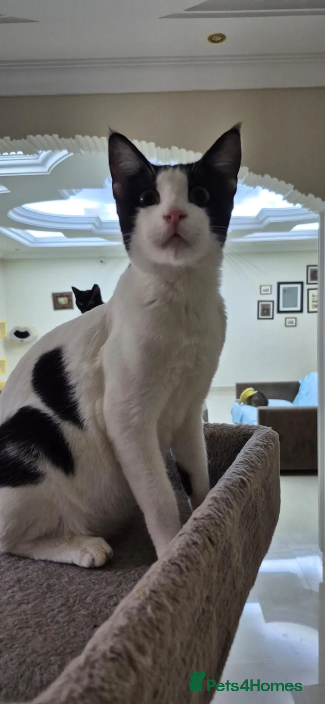 Arabian Mau cats for adoption: Cowboy Alex  - Advert 1