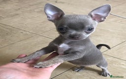 Chihuahua dogs for sale: 3YR OLD CHIHUAHUA - Image 4