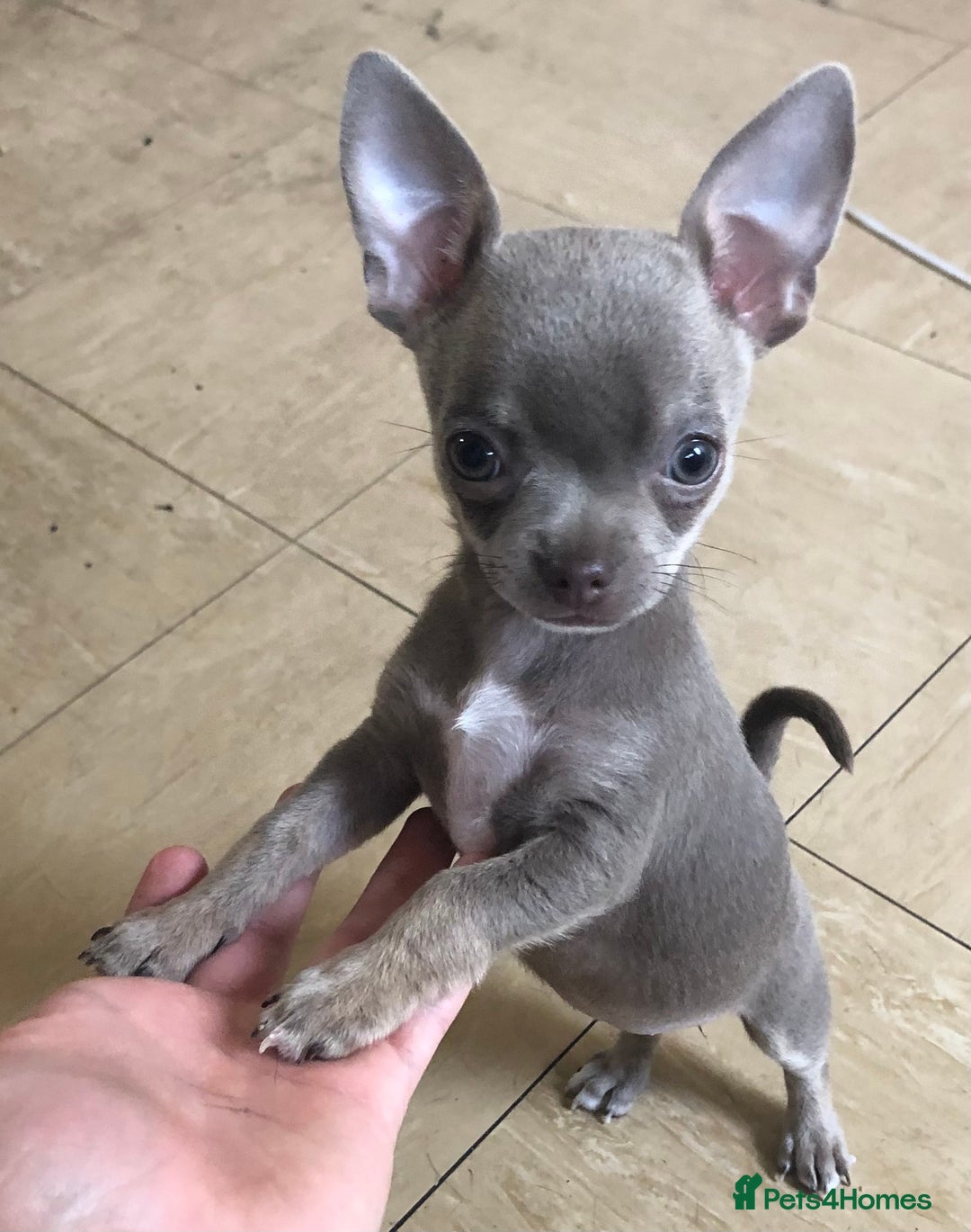 Chihuahua dogs for sale: 3YR OLD CHIHUAHUA - Image 4