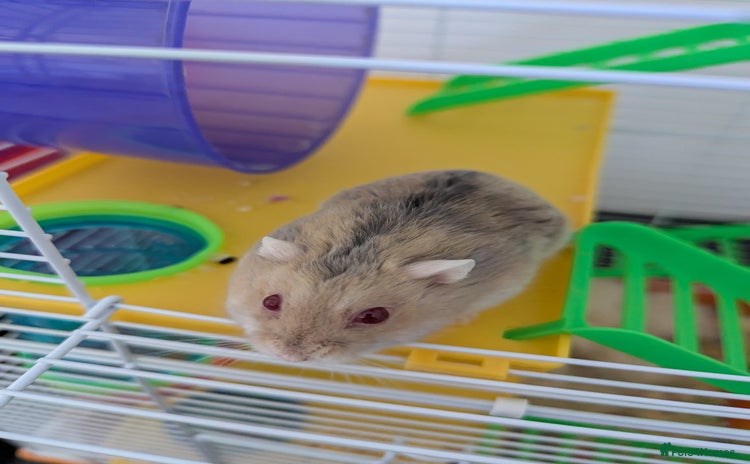 Hamster rodents - Advert 4