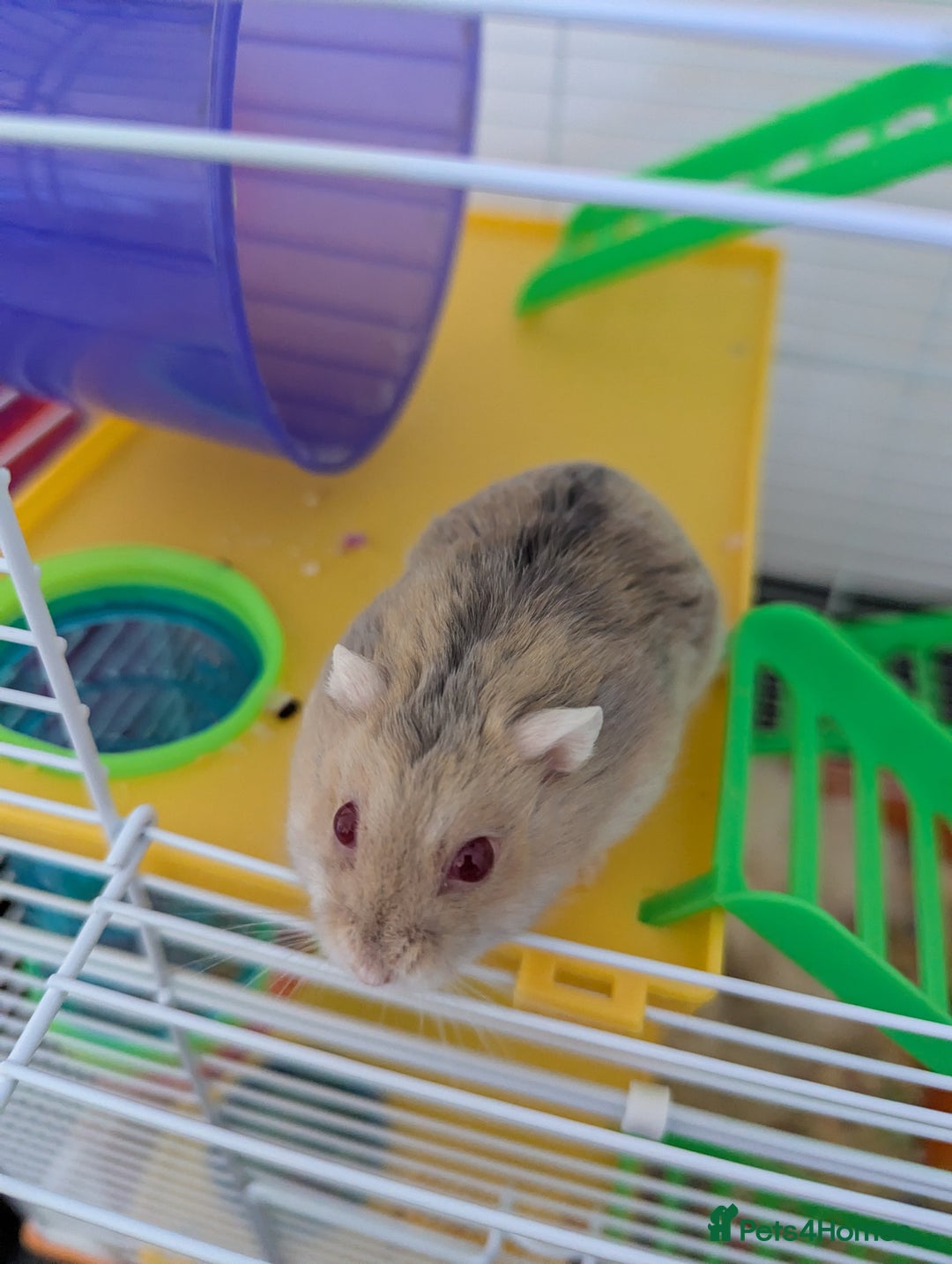 Hamster rodents for sale: Dwarf Hamster  - Image 1