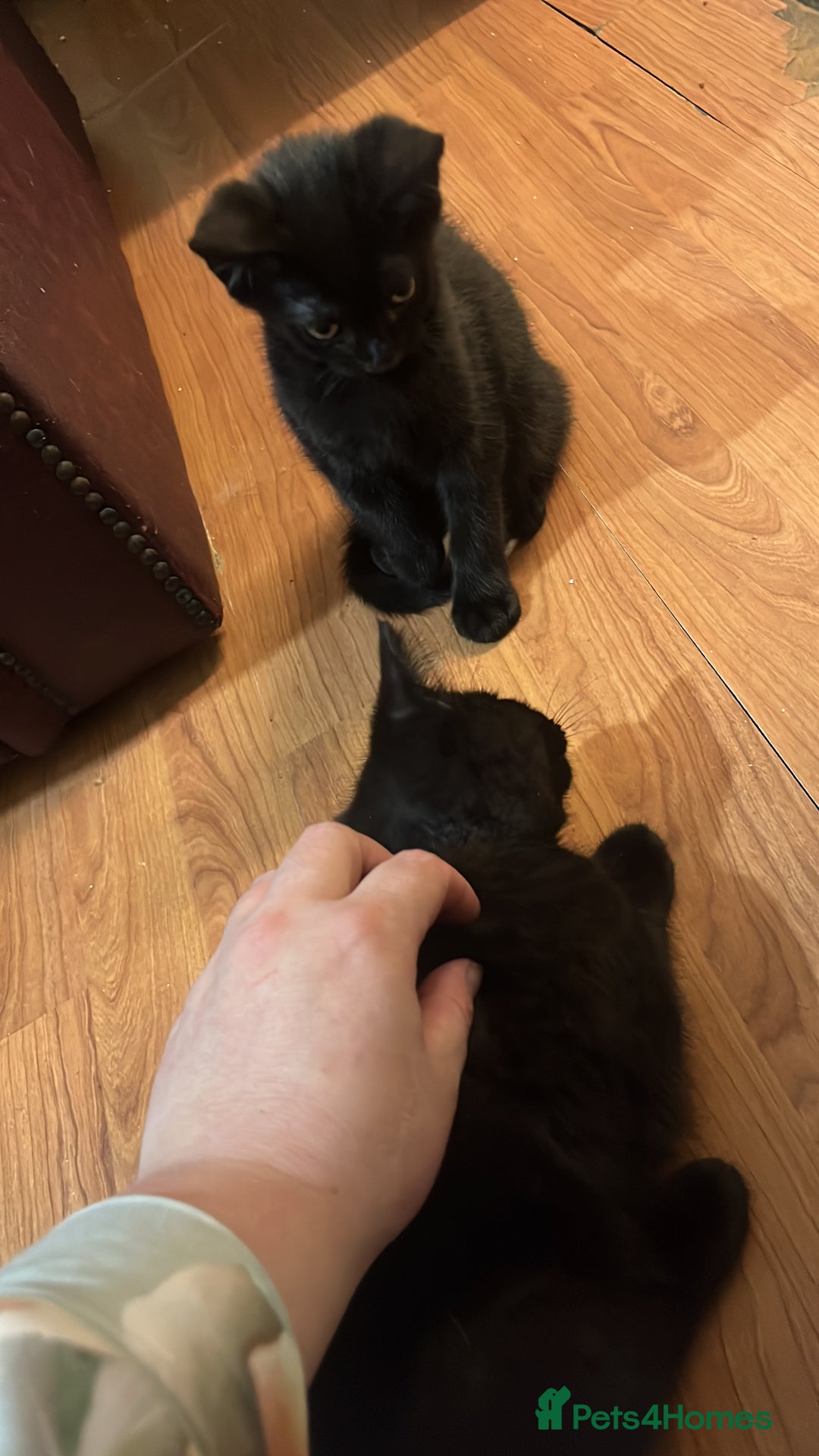 British Shorthair cats for sale: 2 little boys looking for home  - Advert 11