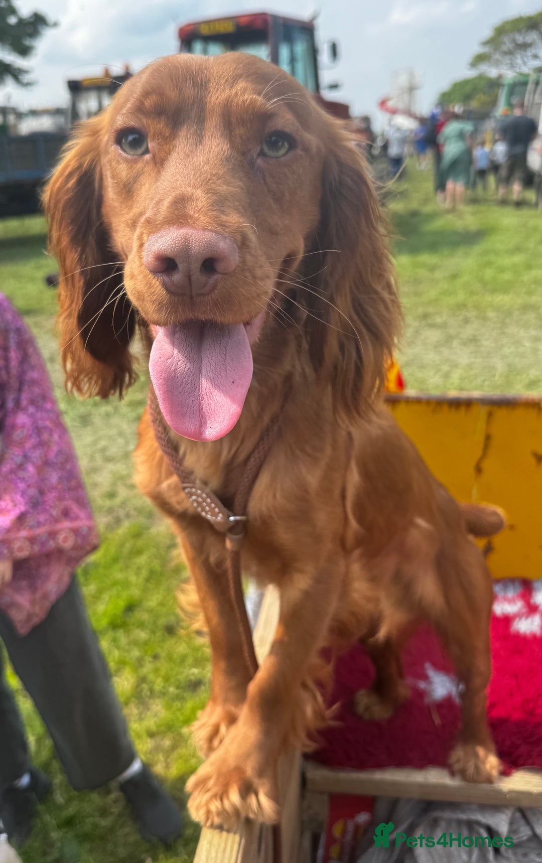 Cocker Spaniel dogs for stud: KC Reg, health tested Working cocker Spaniel in Barnsley - Image 4
