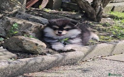 Pomsky dogs for sale: Pomsky puppies very small toy size F3  - Image 21