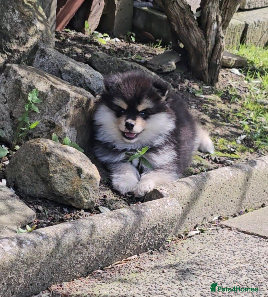 Pomsky dogs for sale: Pomsky puppies very small toy size F3  - Image 21