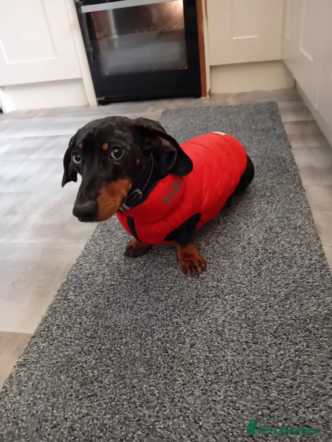 Miniature Dachshund dogs for stud: Spud the Stud in Alnwick - Advert 4