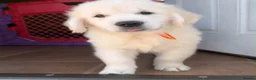 Golden Retriever dogs for sale: GOLDEN RETRIEVER PUPPIES - Advert 8