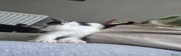 Mixed Breed cats for sale: 3 female kittens for sale  - Advert 8